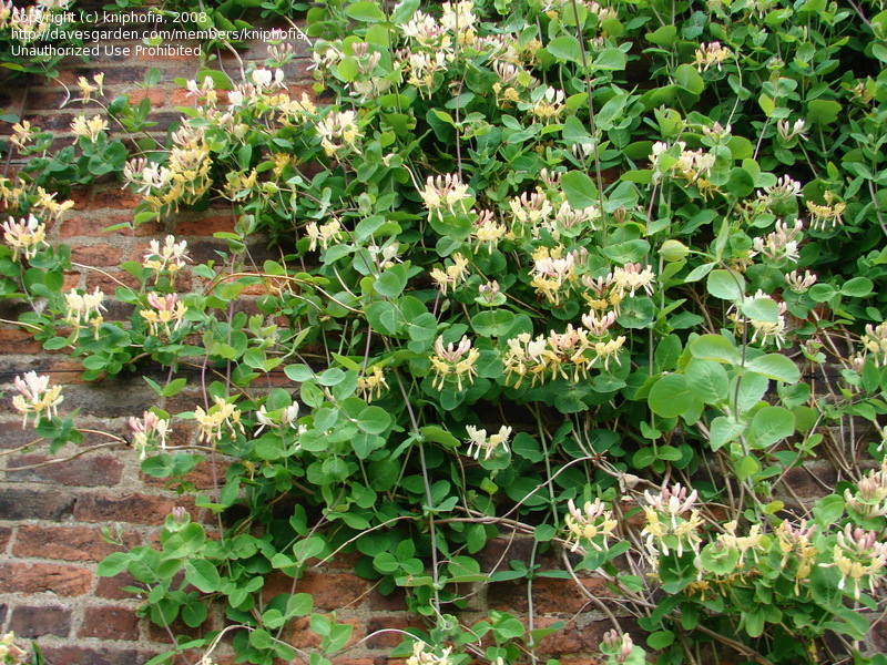 Italian honeysuckle